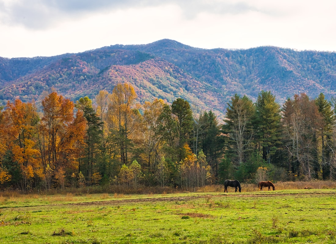Smoky Mountains — photo 2
